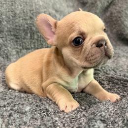 Archie - Fawn male French Bulldog puppy in New Berlin, Wisconsin from Smooshy Puppers