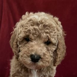 Girl 2 - Cockapoo puppy in Grand Junction, Colorado from Asyouwish Cockapoos