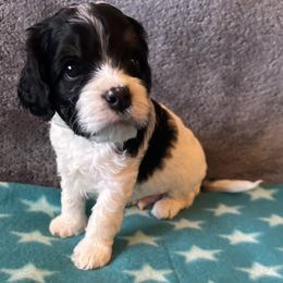 Green Collar- Traditional Tri Color - Black and tan male Cavapoo puppy in Tempe, Arizona from Springerdoodles Plus AZ