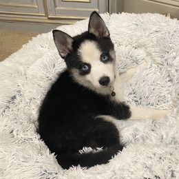 Pomsky Puppies from Pixie Pomsky