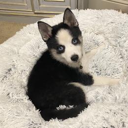 Pomsky Puppies from Pixie Pomsky