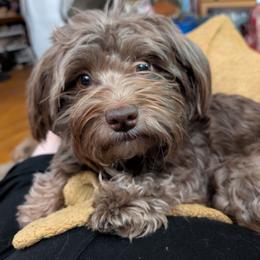Peppercorn - Havanese