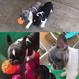 French Bulldog Puppies from Scrumptious Paws