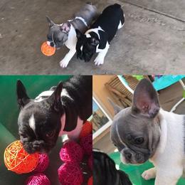 French Bulldog Puppies from Scrumptious Paws