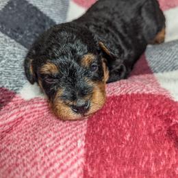 Girl 1 - Black female Schnoodle puppy in Holmesville, Ohio from Pawsome Puppies