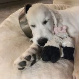 Golden Retriever Puppies from Silkspun Goldens