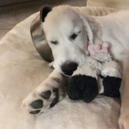Golden Retriever Puppies from Silkspun Goldens