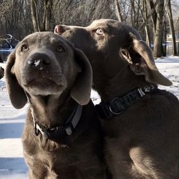 Dilute Retrievers from Irby Acres Labs