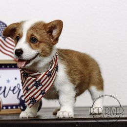 Pembroke Welsh Corgi Puppies from Red River Corgis