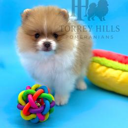 Silas - Chocolate parti male Pomeranian puppy in Redlands, California from Torrey Hills Poms