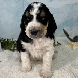 Nordlicht - northern light - Phantom male Poodle puppy in Middlebourne, West Virginia from El Silencio Standard Poodles