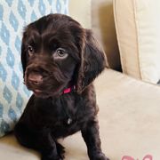 Girl pink - Chocolate female Boykin Spaniel puppy in Dublin, Georgia from Ashcraft's Boykin Spaniels