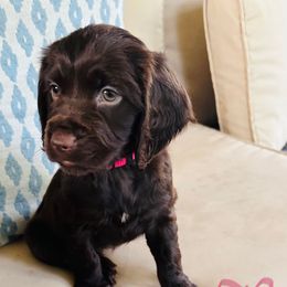 Girl pink - Chocolate female Boykin Spaniel puppy in Dublin, Georgia from Ashcraft's Boykin Spaniels