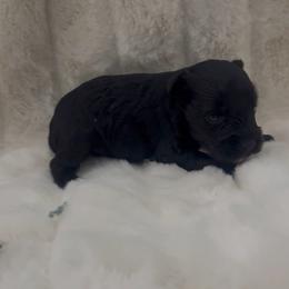 Female 3 - Black female Miniature Schnauzer puppy in Seagoville, Texas from JC miniature schnauzers