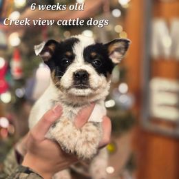 Boy 1 - Blue male Australian Cattle Dog puppy in Monroe, North Carolina from Creek View Cattle Dogs