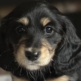 Dachshunds from Southern Sash Doxies