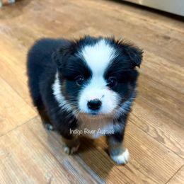 Bellatrix - Black tri female Miniature Australian Shepherd puppy in Lacombe, Louisiana from Indigo River Toy & Mini Aussies