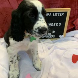 English Springer Spaniel Puppies from Sweet Carolina Springers