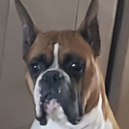 Boxers from Twinbrook Boxers