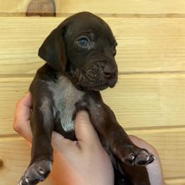 Green - Liver male German Shorthaired Pointer puppy in Roodhouse, Illinois from Hurricane Creek Gun Dogs
