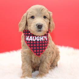 Giza - Gold female Australian Cobberdog puppy in Bellingham, Minnesota from Whispering Prairie Australian Cobberdog