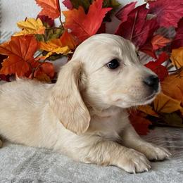 Frank - Cream male Dachshund puppy in Bartow, Florida from Buck Fifty Ranch doxies