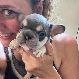 Dopey - Blue fawn male French Bulldog puppy in Rathdrum, Idaho from Smart Pomskies and Frenchies