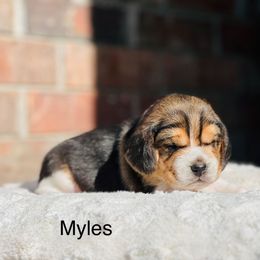 Myles - Black tan and white male Beagle puppy in Mansfield, Missouri from Rippee Creek Kennel