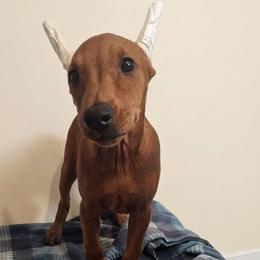 Rocket- Boy Red- cropped docked - Red male German Pinscher puppy in Chatham, Virginia from WMHK9/Roolyn German Pinschers