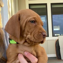 Green Girl - Golden rust Vizsla puppy in Bluffdale, Utah from Valor Vizsla's