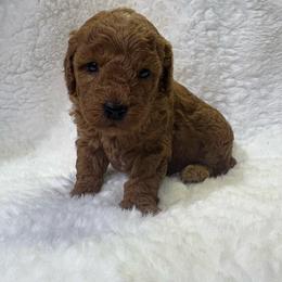 Winston - Parti male Goldendoodle puppy in Wever, Iowa from JK Royal Lines