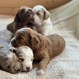 Goldendoodle Puppies from Creekside Cottage Doodles