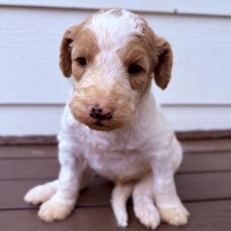 Cubby - Parti male Goldendoodle puppy in Pittsburg, Texas from Peachy Pine Goldendoodles