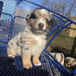 Saffron - Blue merle male Miniature Australian Shepherd puppy in Medical Lake, Washington from MAS Gone Rogue