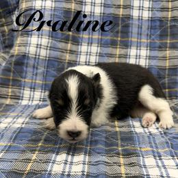 Praline - Black white and tan female Shetland Sheepdog puppy in Wolcott, Indiana from Southside Shelties