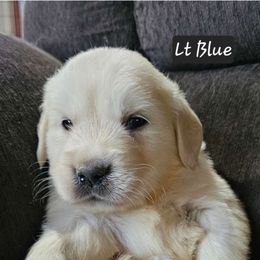 Boy 5 - Light golden Golden Retriever puppy in Stevens Point, Wisconsin from Doodles at Dewey Acres