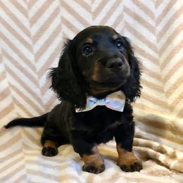 Aspen, boy - Black and tan male Dachshund puppy in Waynesboro, Tennessee from Owl Hollow Farm Miniature Dachshunds