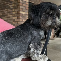 Millie - Shih Tzu