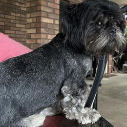 Millie - Shih Tzu