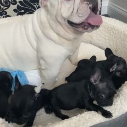 Cane Corso, English Bulldog, and French Bulldog Puppies from Alchemy Guardian Kennel
