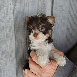 Boy 4 - Parti male Yorkshire Terrier puppy in Jamestown, Tennessee from Green Ridge