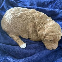 Peanut - Apricot female Goldendoodle puppy in Grand Rapids, Michigan from Deszy’s Goldendoodle Pups