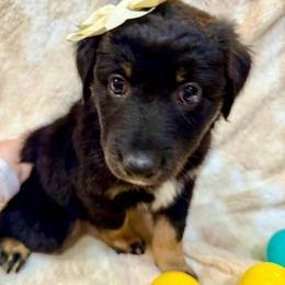 Crystal - Black tri-color female Australian Shepherd puppy in Az, Yuma, Arizona from The Southern Dog