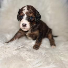 Goldendoodle Puppies from Luxe Doodle Haven