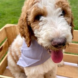 Goldendoodle and Poodle Puppies from SnickerDoodlePups