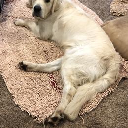 Golden Retriever Puppies from West Coast Cream Goldens