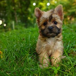 Companion Cross, Havanese, Mal-Shi, Maltese, Maltipoo, Morkie, and Shih Tzu Puppies from Seeking Shalom Acres Maltese, Maltipoos & Havamalts