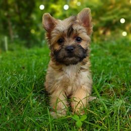 Companion Cross, Havanese, Mal-Shi, Maltese, Maltipoo, Morkie, and Shih Tzu Puppies from Seeking Shalom Acres Maltese, Maltipoos & Havamalts