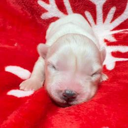 AKC Sapphire - White female Siberian Husky puppy in Centreville, Maryland from Huskies By the Bay