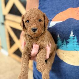 Dolly - Red  female Goldendoodle puppy in Wharton, Texas from Little Fur Friends